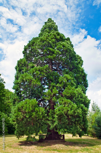 Big sequioa tree in Chabane, redwood tree in Moravia near Buchlov