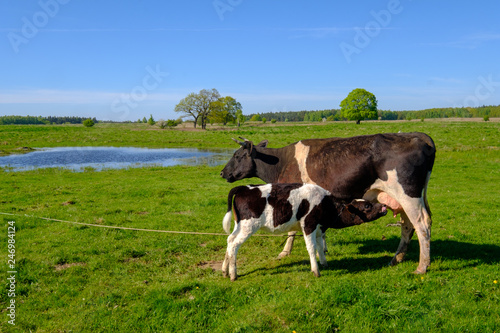 Cow and calf graze on a meadow at the summer