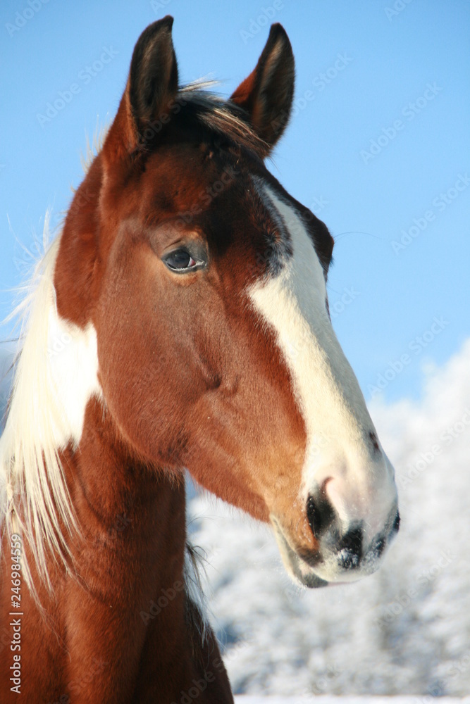 Pferd Pferd
