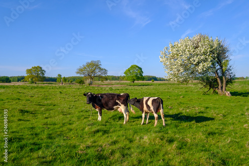 Cow and calf graze on a meadow at the summer © Anton Gvozdikov