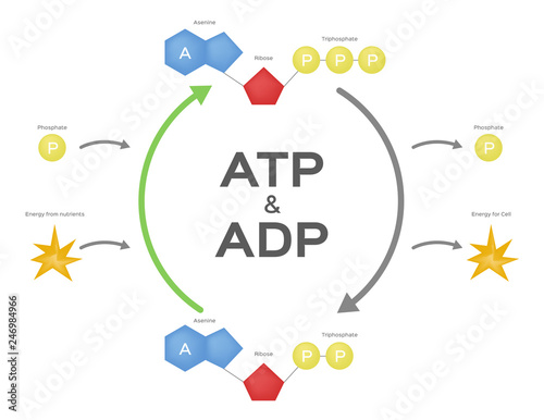 Adenosine triphosphate / ATP ADP cycle. vector