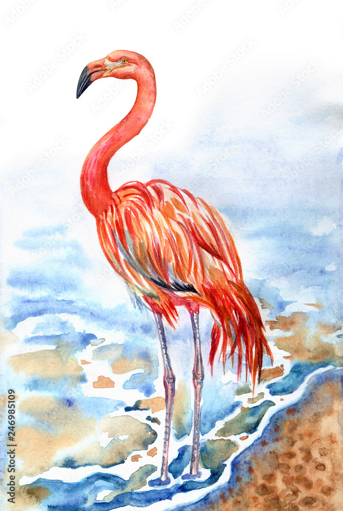 Fototapeta premium Flaming na brzegu morza, akwarela. Czerwony flaming (Phoenicopterus ruber), ilustracja zoologiczna, rysunek odręczny.
