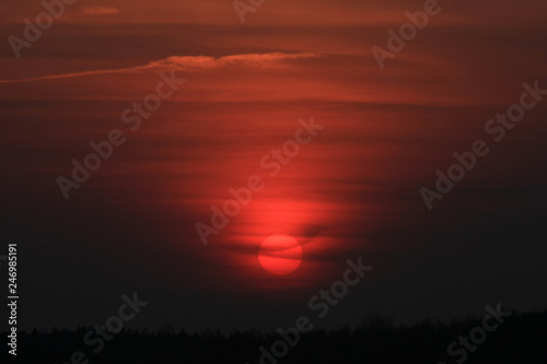 Red sun in the gray sky over the forest at sunset