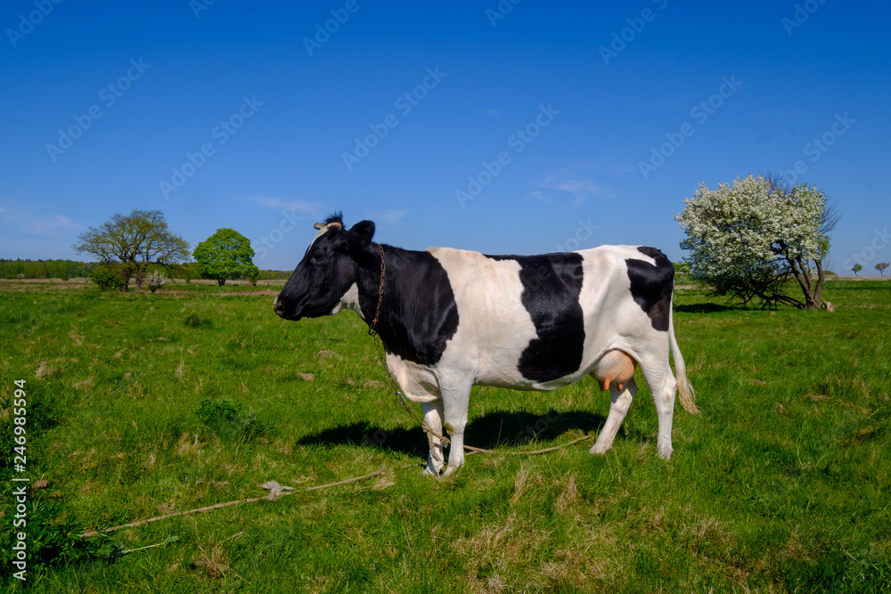 Cow grazes on a meadow at the summer Cow grazes on a meadow at the summer