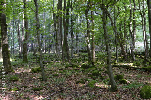 Blockschutthalden und Naturwaldreservat am Schafstein  Biosph  renreservat Rh  n  Hessen  Deutschland