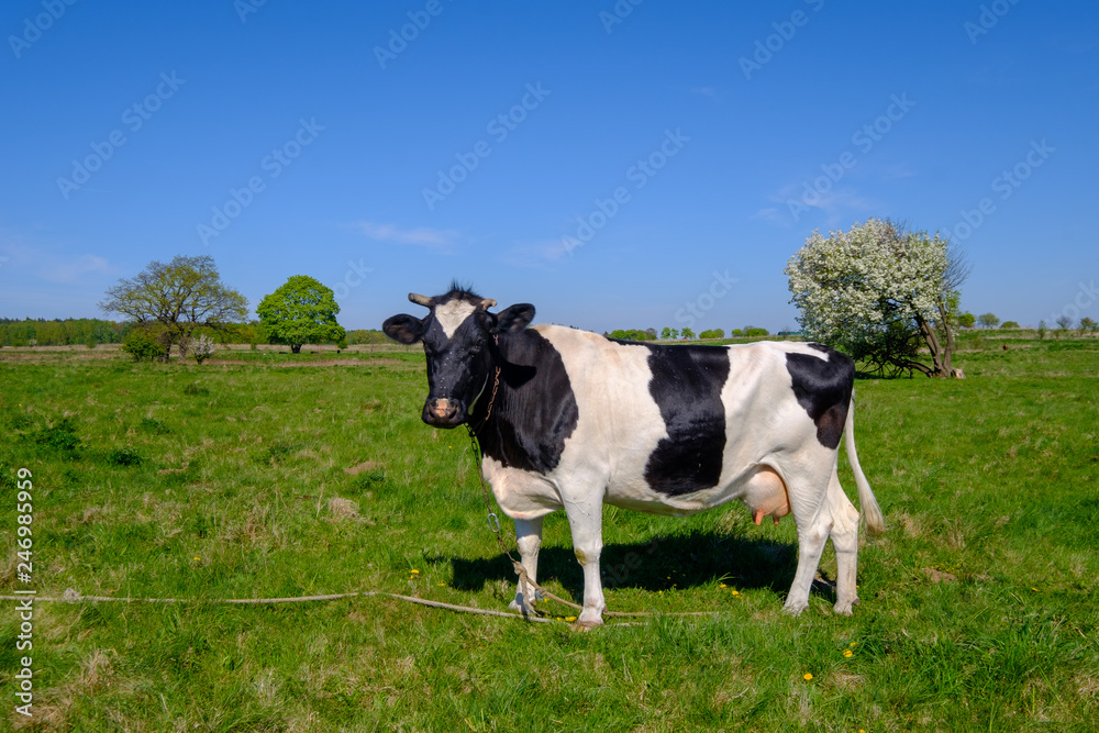 Cow grazes on a meadow at the summer