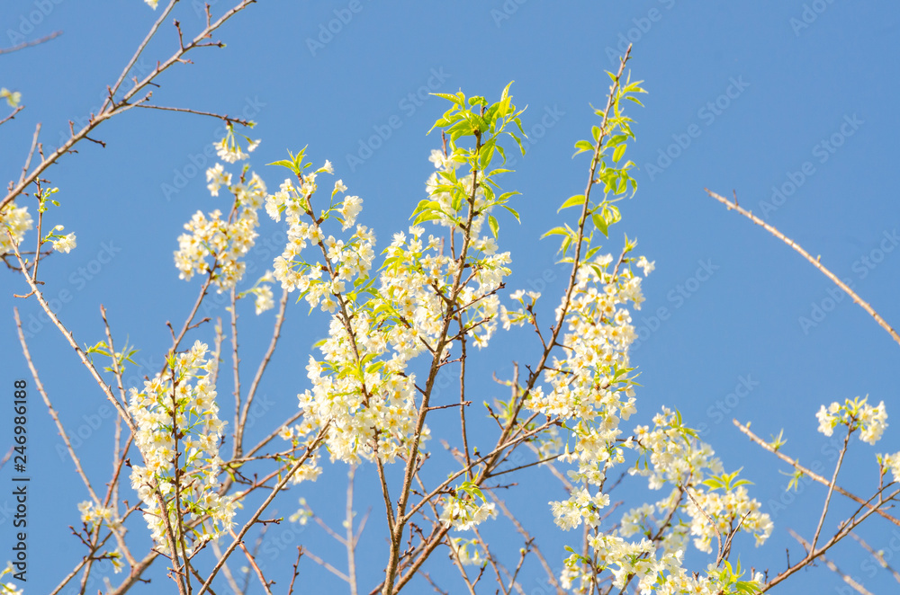 Beautiful white flower of Sakura or Wild Himalayan Cherry tree in outdoor park with blue sky Beautiful white flower of Sakura or Wild Himalayan Cherry tree in outdoor park with blue sky