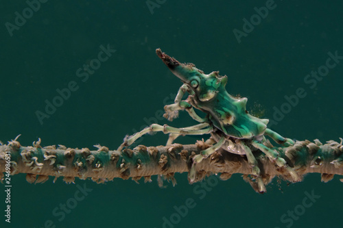 Wire Coral Crabs (Xenocarcinus tuberculatus). Picture was taken near Island Bangka in North Sulawesi, Indonesia photo