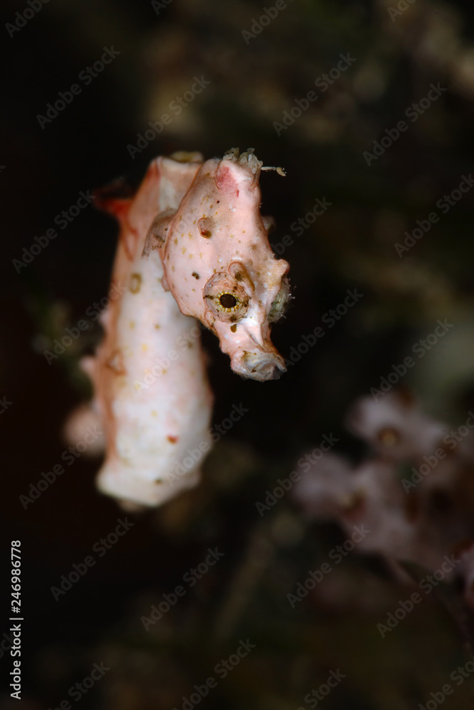 Pontoh's pygmy seahorse (Hippocampus pontohi). Picture was taken near Island Bangka in North Sulawesi, Indonesia Pontoh's pygmy seahorse (Hippocampus pontohi). Picture was taken near Island Bangka in North Sulawesi, Indonesia