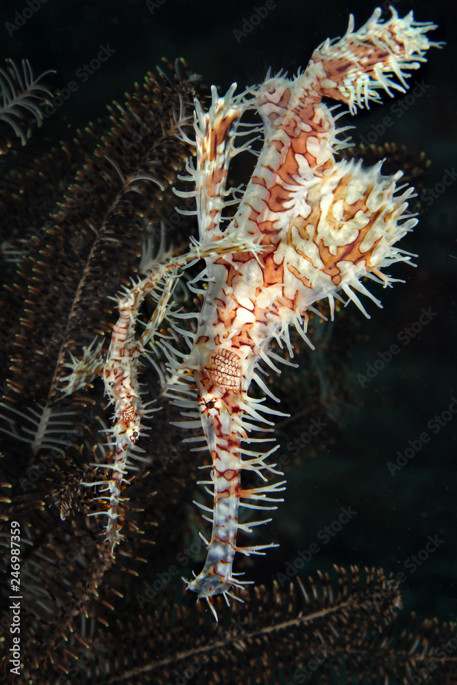 Naklejka premium Couple of Harlequin Ghost Pipefish (Solenostomus paradoxus). Picture was taken near Island Bangka in North Sulawesi, Indonesia