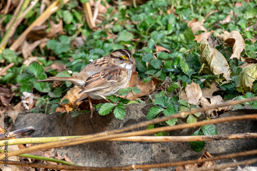 White-throated Sparrow 01 © Bill Deck
