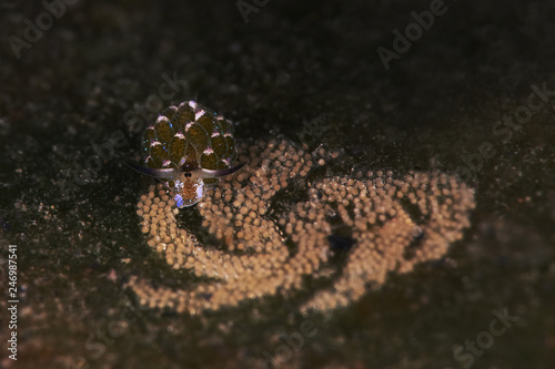 Sheep nudi with eggs. Sea slug Costasiella kuroshimae. Size 2 mm. Picture was taken in Lembeh Strait  Indonesia