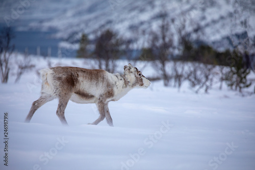 Reindeer in the wind and snow © Gunnar E Nilsen