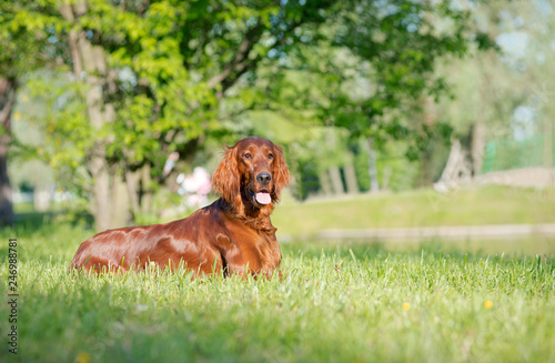 Dog breed Irish setter lies in the grass, behind the lake and bridge