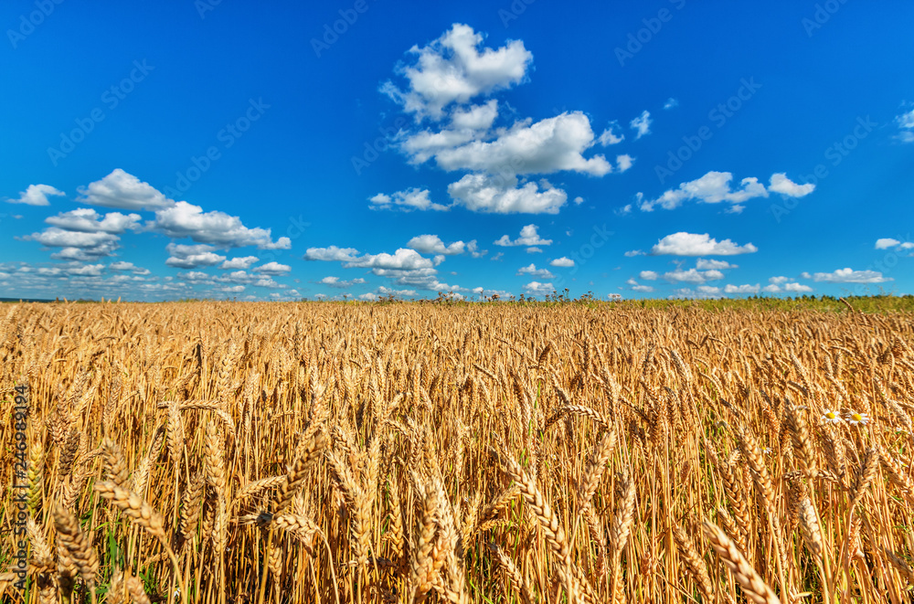 Wheat ears and cloudy sky