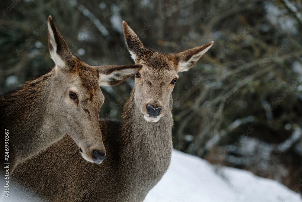 beautiful deer that hovers in the mountains on the snow in winter - concept of wild animals in their natural habitat - nature lovers beautiful deer that hovers in the mountains on the snow in winter - concept of wild animals in their natural habitat - nature lovers