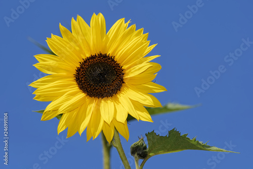 Fototapeta Naklejka Na Ścianę i Meble -   Sonnenblume