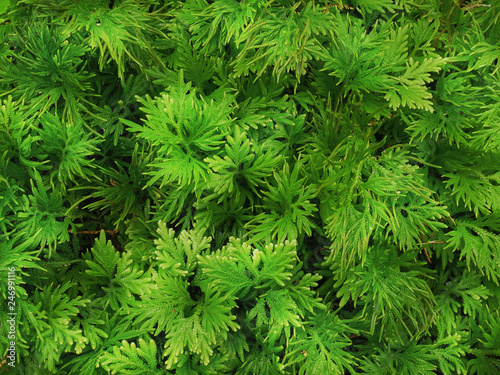 Full Frame Background of Green Fern with Tiny Leaves