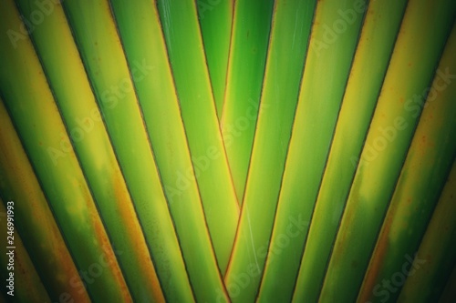 palm leaf tree closeup for background
