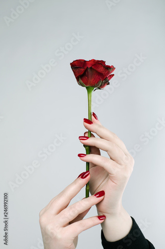 Fototapeta Naklejka Na Ścianę i Meble -  girl with red nail polish holds a beautiful red rose