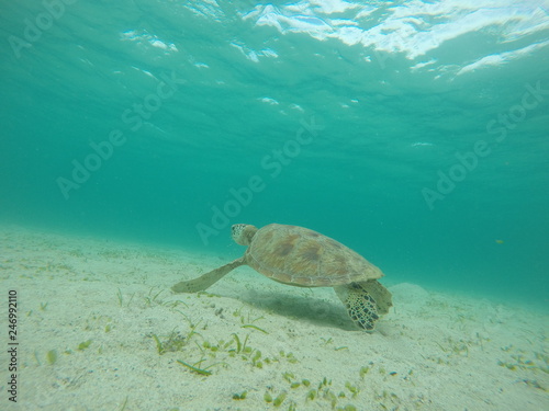 Underwater fun with turtle