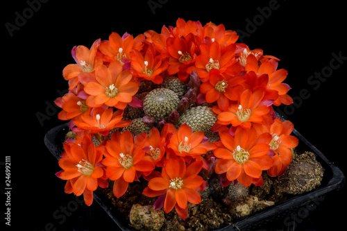 Rebutia heliosa