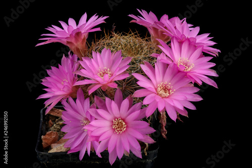 Sulcorebutia roberto vasquezi