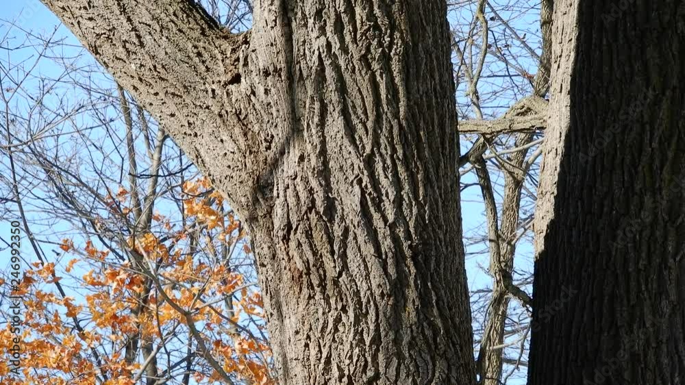 4 K Black Squirrel Running Up Tree 4 K Black Squirrel Running Up Tree