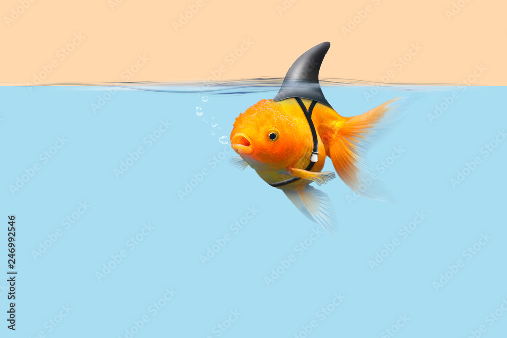 Goldfish with shark fin swim in blue water and cream sky, Gold fish with  shark flip . Mixed media Stock Photo