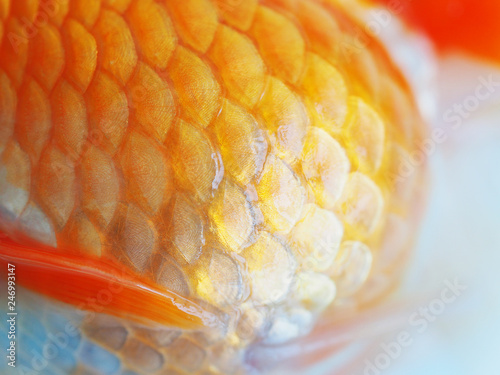 Extreme close-up of fancy goldfish scales. Macro photo of a golden fish scales