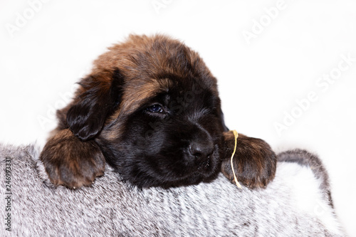 Little leonberger puppy sits at beige background © svetlanistaya