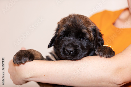 Little leonberger puppy sits at beige background