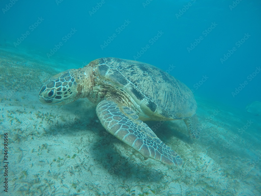 Obraz premium Underwater fun with turtle