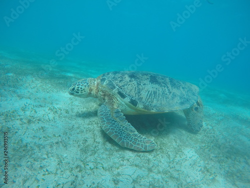 Underwater fun with turtle © Simon