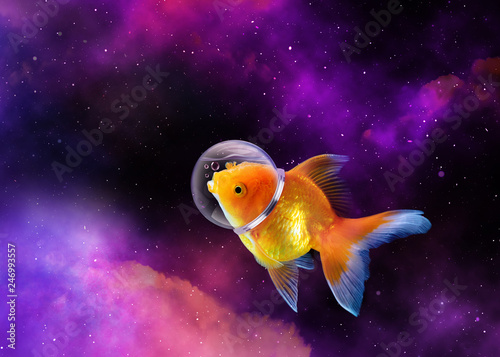 Goldfish in the sky with Astronaut hat, Gold fish swim in the galaxy  space,Mixed media. enigmatic stories, fantasy, fairy tales, Goldfish is an astronaut. © Wachiraphorn Thongya