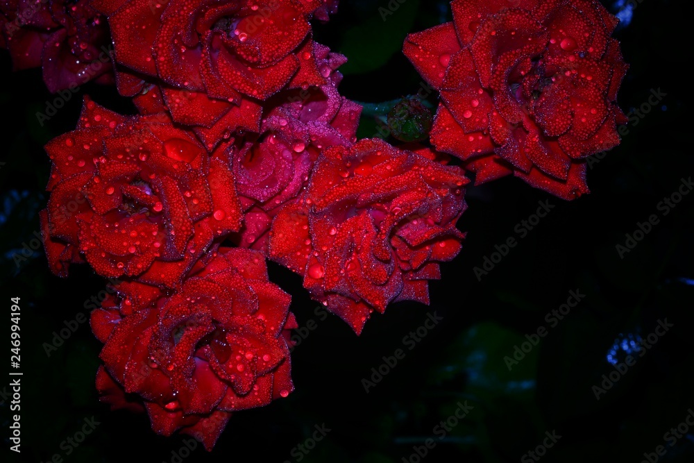 rose flower with black background rose flower with black background