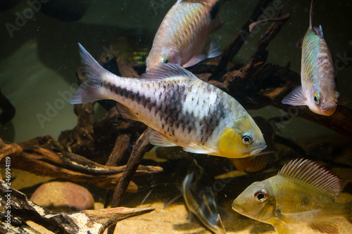 Spanner Barb (Barbodes lateristriga) a tropical fish photo