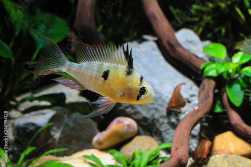 Bolivian Ram Cichlid (Mikrogeophagus altispinosus) a tropical fish