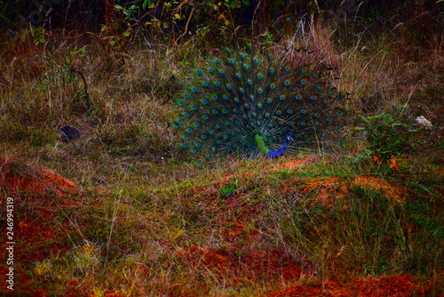 autumn leaves in the forest with peacock in it.
