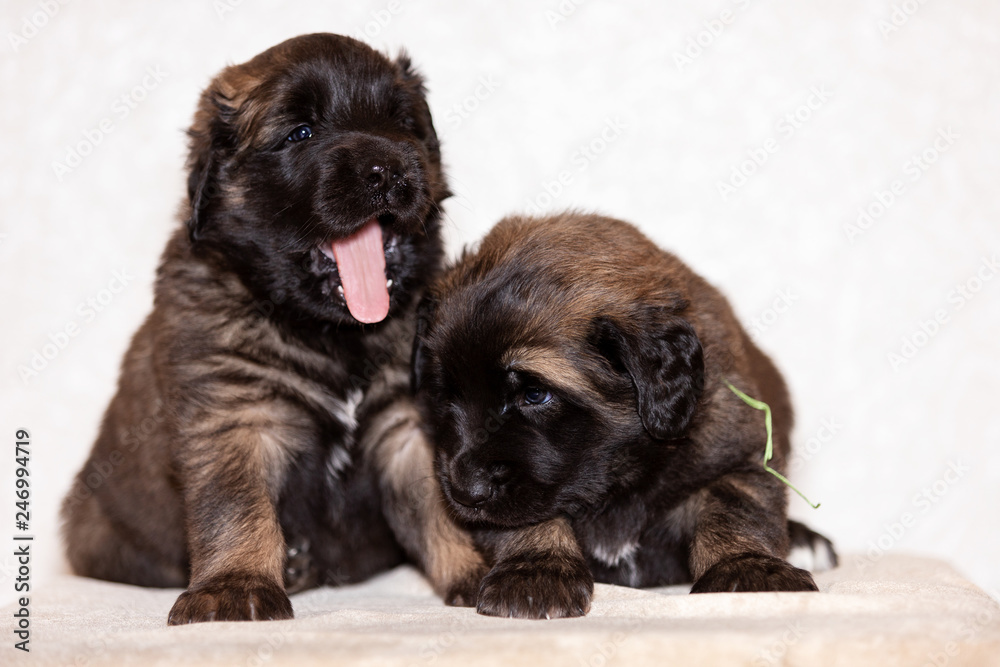 Two leonberger puppy sits at beige background Two leonberger puppy sits at beige background