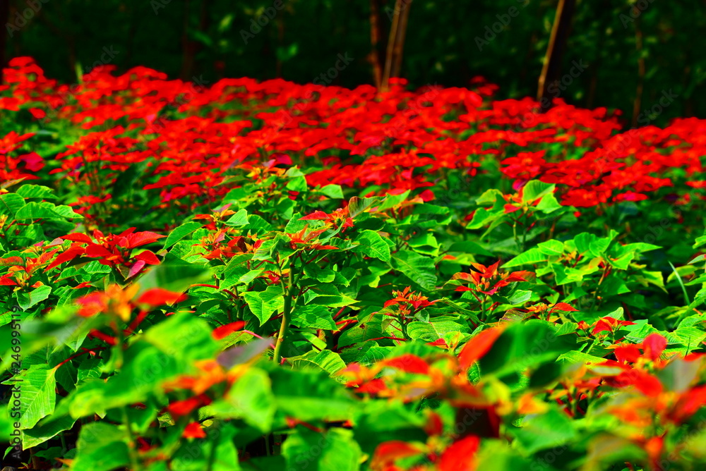 red flowers in the garden