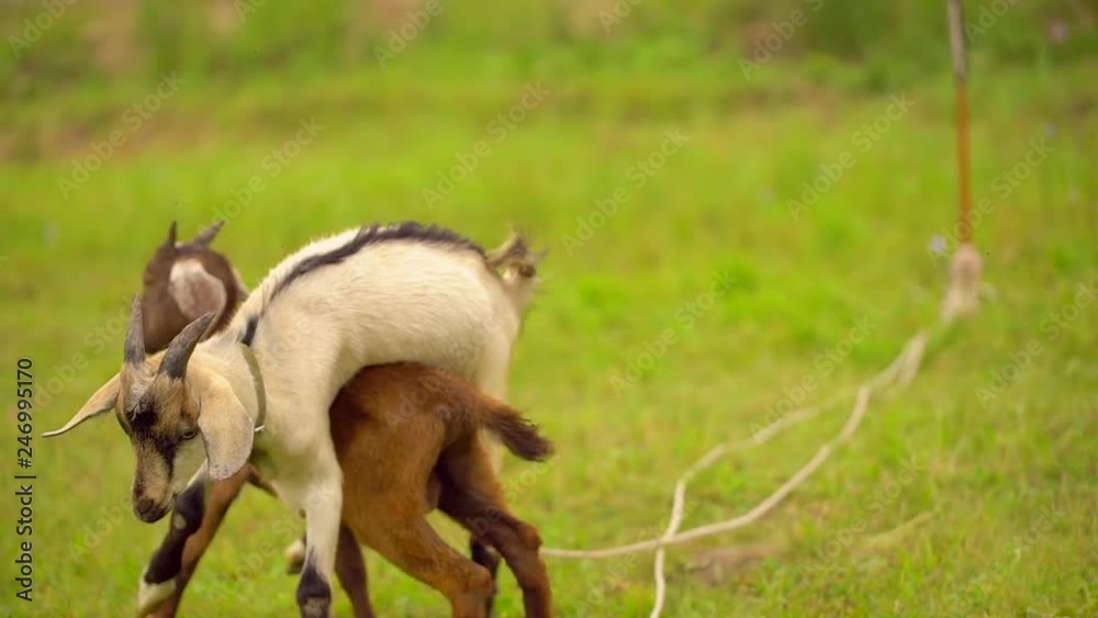 Funny goat on the goat farm. agrotourism. Farm animals. Families visiting community farm, girl feeding the goats. Summer sunny day in village. Happy young girl caressing goat on smallholding farm