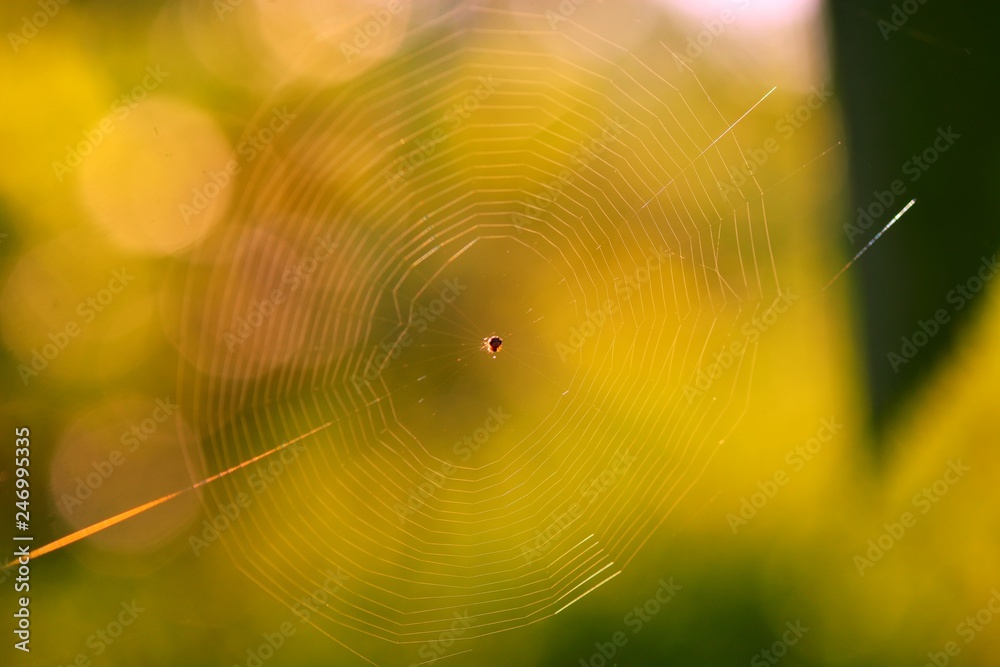 Naklejka premium spider web closeup for background