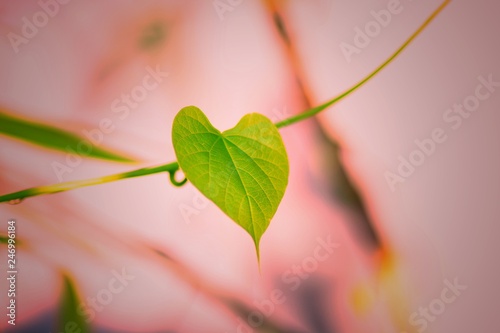 green heart shape leaf among the pink natural background