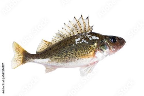 Fish ruff (Gymnocephalus cernuus) isolated
