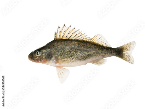 Fish ruff (Gymnocephalus cernuus) isolated on white background