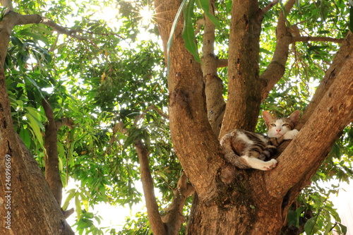 Fototapeta Naklejka Na Ścianę i Meble -  The cat is sleeping on the tree.