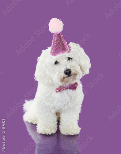 DOG CELEBRATING A BIRTHDAY OR ANNIVERSARY WEARING A PINK PARTY HAT Fototapet