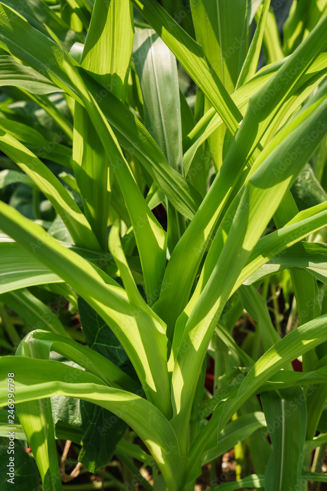 Fototapeta premium Leave of corn plant under the sun light