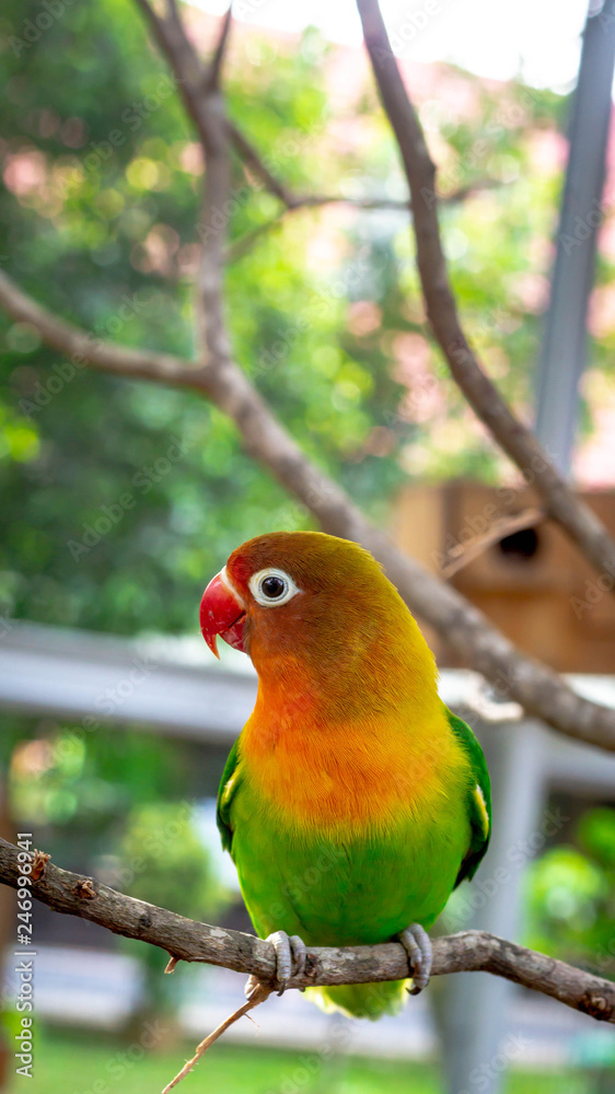 colorful love bird Agapornis fischeri perching on the branch